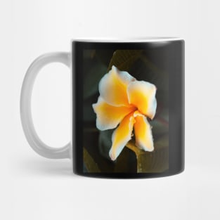 plumeria-flowers-frangipani-floral-blossom-petal-shirtyshirto-44 Mug